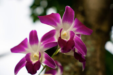 Larat orchid (Dendrobium bigibbum), native to Larat Island. The flowers are purple and neatly...