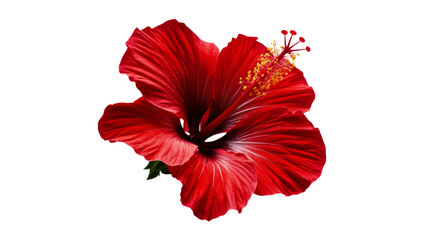 Red flower transparent background