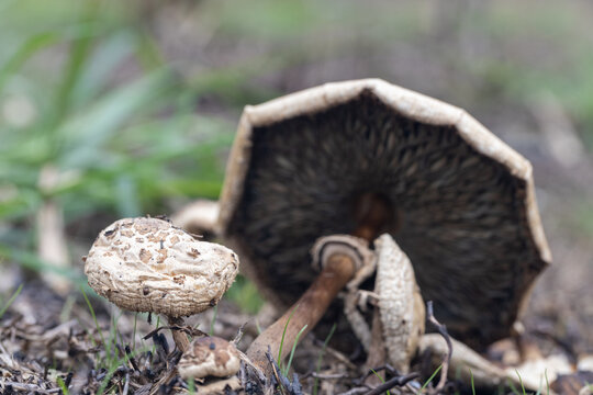 Spoiled rooten Fungi or mushroom known as Frayed Parasol Macrolepiota excoriata on the ground