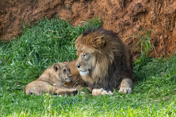 Adult lion plays with a cub on the grass. The king of the jungle. Lions in freedom. Wild animals....