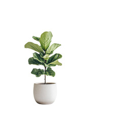Fototapeta premium a house plant tree on the ceramic pot complement isolated on white background