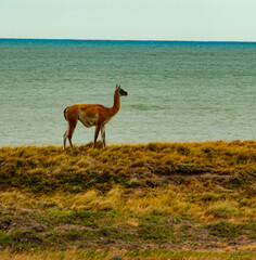 Guanaco near ocean, Argentina