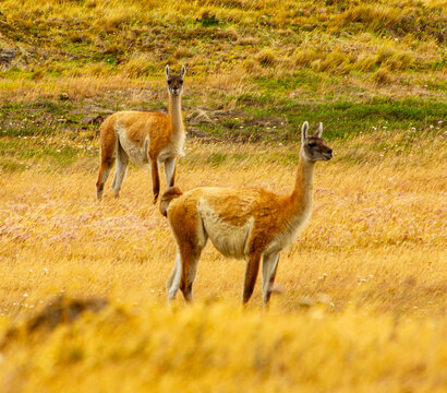 Two guanaco in the field, Argentina