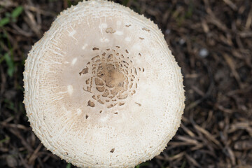 Fungi or mushroom known as Frayed Parasol Macrolepiota excoriata