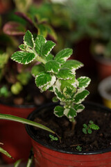 Plectranthus swedish ivy small plant growing