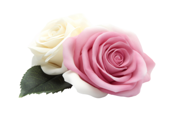 a close up of a pink and white rose