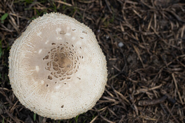 Fungi or mushroom known as Frayed Parasol Macrolepiota excoriata