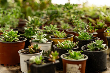 Cute tiny succulent plants on pots. Close up, nursery garden center concept