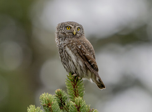 Civetta nana (Glaucidium passerinum)