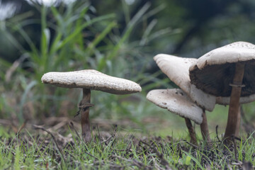 Fungi or mushroom known as Frayed Parasol Macrolepiota excoriata