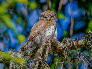 Civetta nana (Glaucidium passerinum)