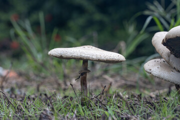Fungi or mushroom known as Frayed Parasol Macrolepiota excoriata