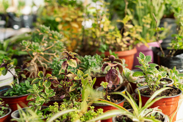 Plectranthus potted plants close up shot. Nursery garden center concept