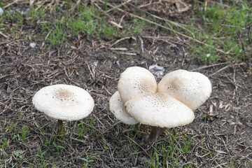 Fungi or mushroom known as Frayed Parasol Macrolepiota excoriata