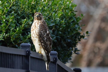 Cooper hawk perched on black fence against blurry background. 