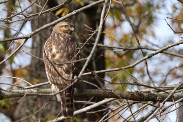 Cooper hawk perched in tree on sunny day blurry background. 