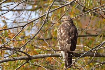 Cooper hawk perched in tree on sunny day blurry background. 