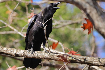 Crow perched calling in tree on sunny day blurry background. 