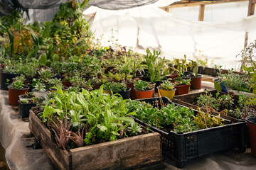 Rural greenhouse with huge variety of different plants