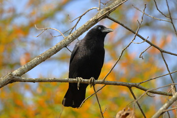 Crow perched calling in tree on sunny day blurry background. 