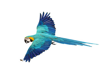 Colorful flying Blue and Gold Macaw parrot isolated on transparent background png file