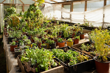 Panoramic view of nursery garden center with different types of plants inside greenhouse