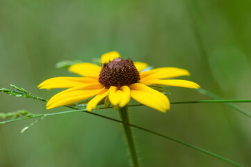 closeup of a black-eyed susan wildflower
