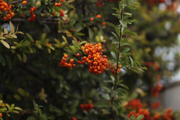 orange berries on the tree. orange berries on the tree in front of the house. The berries are illuminated by the autumn sun. they decorate the house