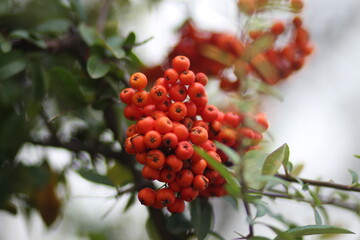 orange berries on the tree. orange berries on the tree in front of the house. The berries are illuminated by the autumn sun. they decorate the house