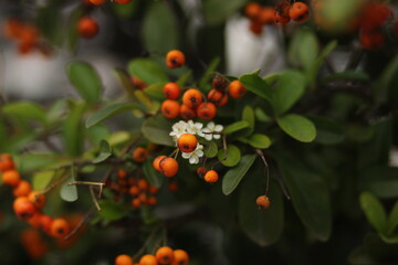 orange berries on the tree. orange berries on the tree in front of the house. The berries are illuminated by the autumn sun. they decorate the house