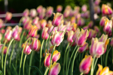 Obraz premium pink tulips in the garden