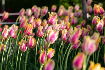 pink tulips in the garden