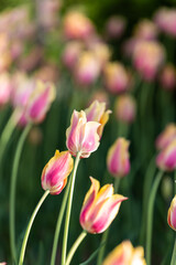Naklejka premium pink tulips in the garden