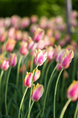 pink tulips in the garden