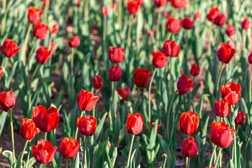red tulips in full bloom in the garden