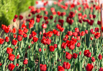 red tulips in full bloom in the garden