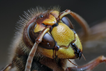 Portr&auml;t einer Hornisse - Vespa crabro