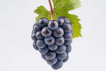 Fototapeta premium Selective focus bunch of grape with leaf isolated on white background, Close up shot purple grapes on white.
