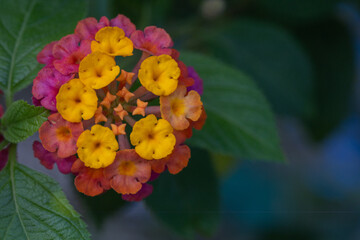 Beautiful flower of West Indian Lantana. This flowers come in many different colours, including red, yellow, white, pink and orange