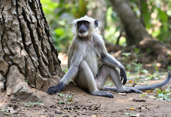 black tailed macaque sitting on a tree