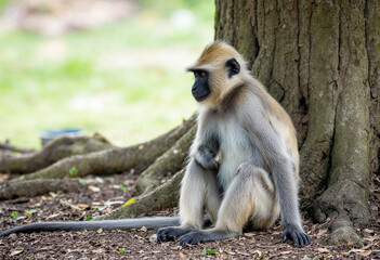 a long macaque