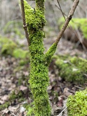 green moss on tree