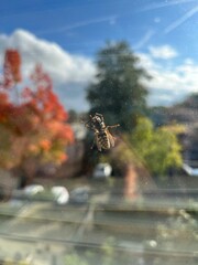 Bee on window