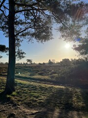 Sunset in the forest