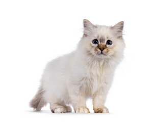 Cute Sacred Birman cat kitten,standing side ways. Looking attentive towards camera with bleu eyes. isolated on a white background.