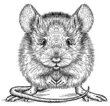 recommend clip art: Vintage engraving isolated mouse set illustration mice ink sketch. Rat background rodent silhouette gnawer art. Black and white hand drawn image