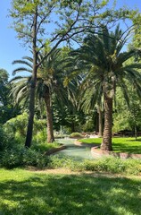 palm trees in the park