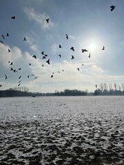 birds in the  snow