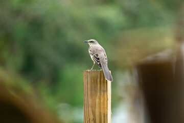 A Northern mockingbird bird perched on a fence pole