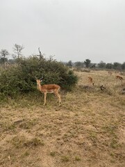 impala in the savannah